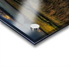 Mont Saint Michel Sheep Acrylic print