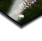 Bear Breeches Acanthus Spinosus Acrylic print