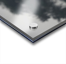 Leopard Moose Camel Acrylic print