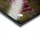 Pink Chandelier Kalanchoe Delagoensis Flower Acrylic print