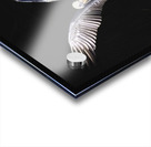 Brown Pelican Hallelujah Acrylic print