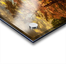 Appalachian Red Tree in Autumn Acrylic print