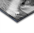 Im Sexy and I Know It Acrylic print