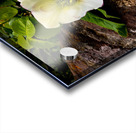 Lynchburg Old City Cemetery Lenten Rose Acrylic print