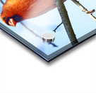 Cardinal Acrylic print