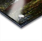 Ancient Grandeur: Gazing Upon the Splendor of General Sherman Acrylic print