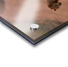 Stray Cat Strut Acrylic print