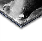 Look Back At It Acrylic print