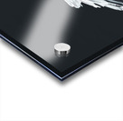 Dalmation Pelican Acrylic print