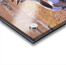 Pronghorn Couple Acrylic print