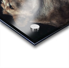 Lioness Acrylic print