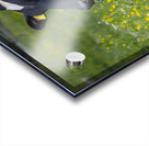 Dolomite Happy Cow Acrylic print