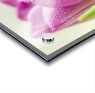 Pink Tulip Flower With Waterdroplets Acrylic print