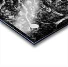 Frankfurt Sycamore Tunnel Black and White Acrylic print