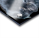 Ash Without Background Acrylic print