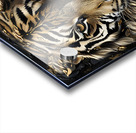 Tiger  Golden Glow 4 Acrylic print