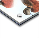 American widgeon duck 1827 Acrylic print