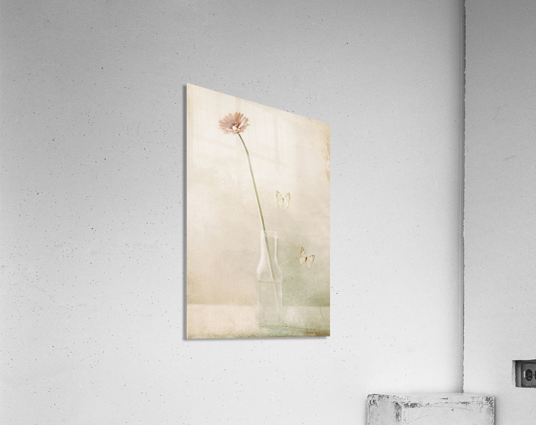 Miss Daisy Acrylic Print