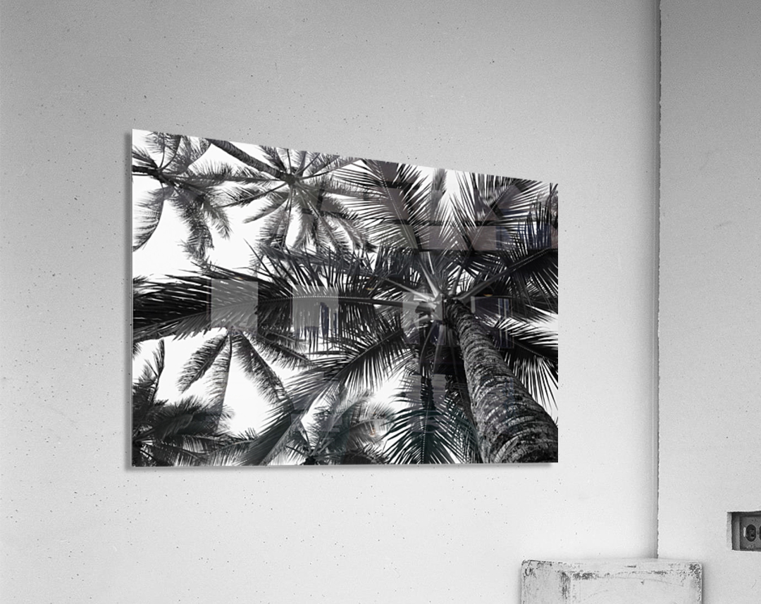 Low angle view of coconut palm trees in black and white; Honolulu, Oahu, Hawaii, United States of America Acrylic Print