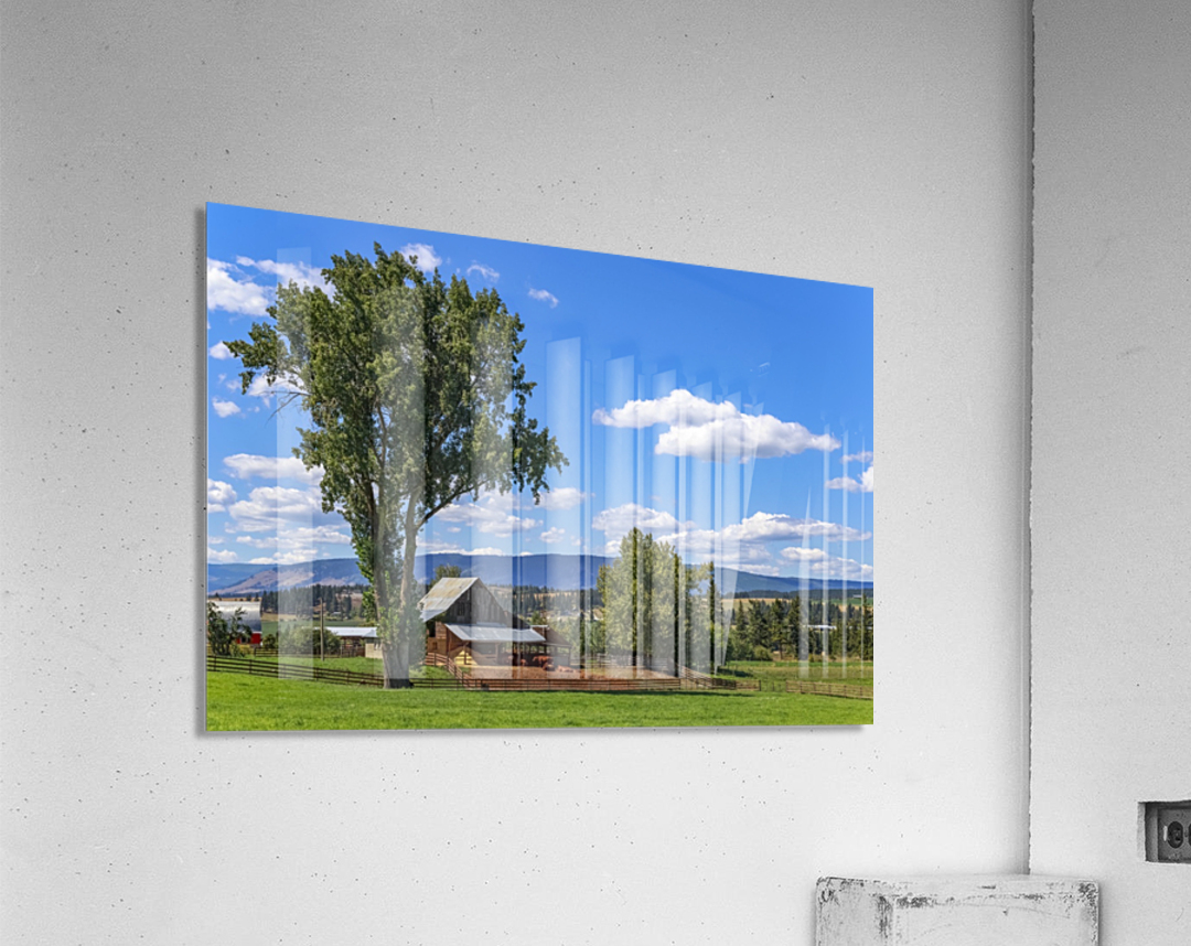 Beef cows rest in the shade of the barn roof under a blue sky with fluffy white clouds in the summer in the North Okanogan; British Columbia, Canada Acrylic Print