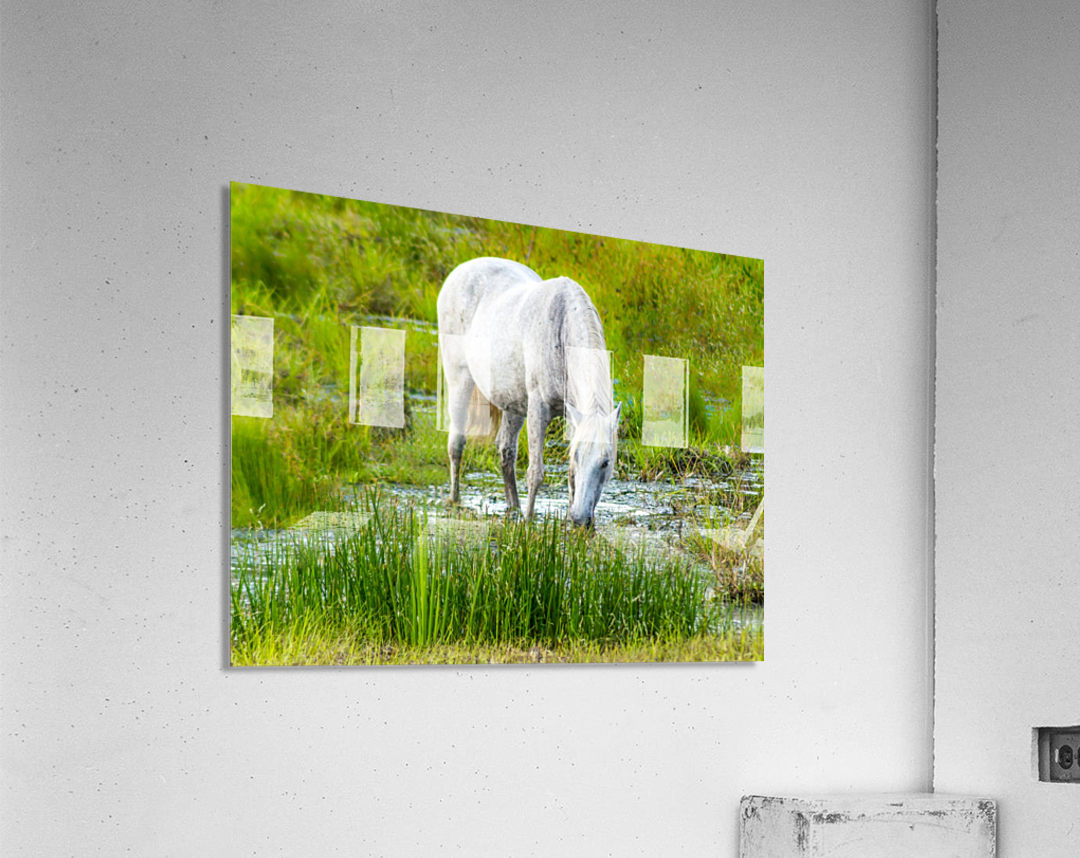 Wild Wetland Stallion Acrylic Print