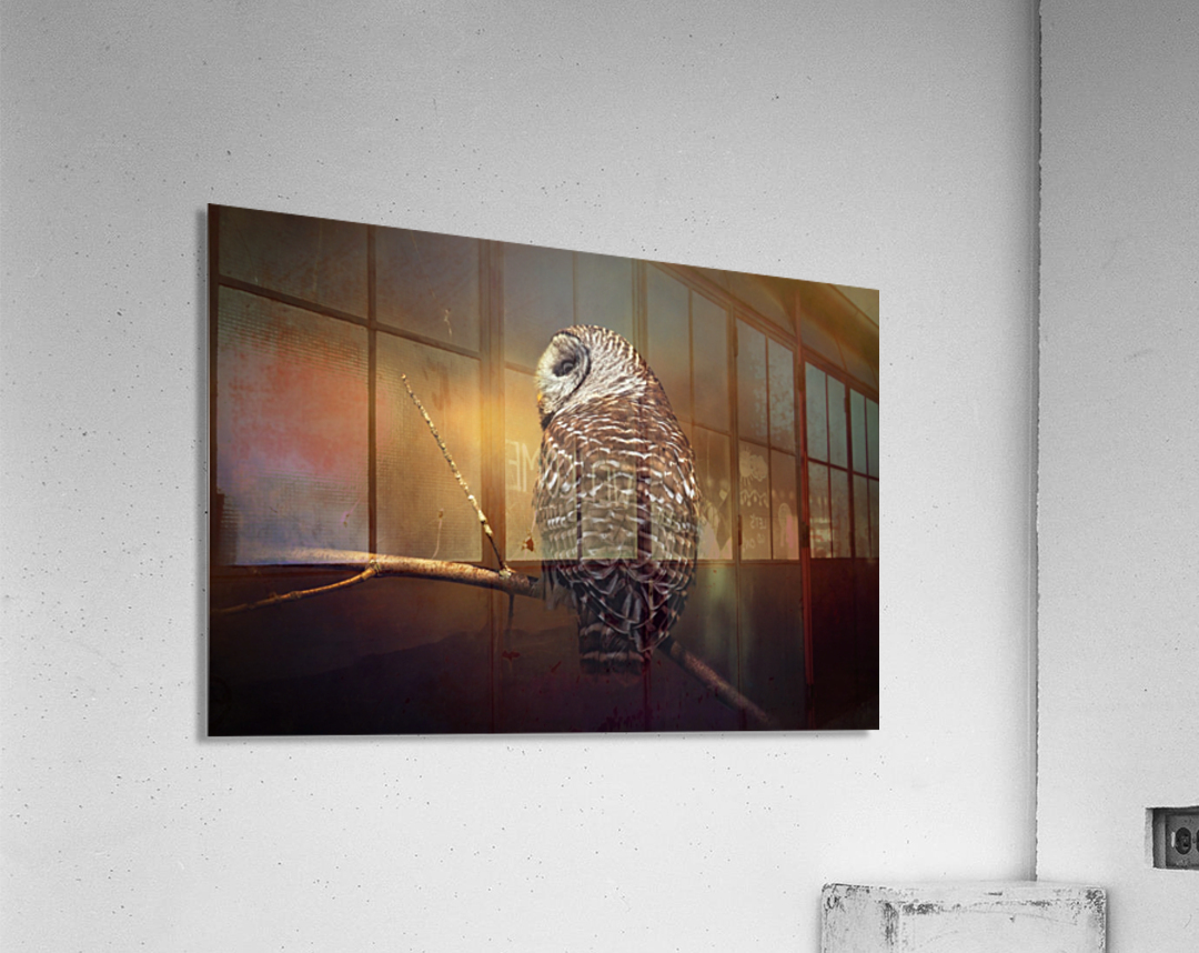 Textured Strix Varia Acrylic Print