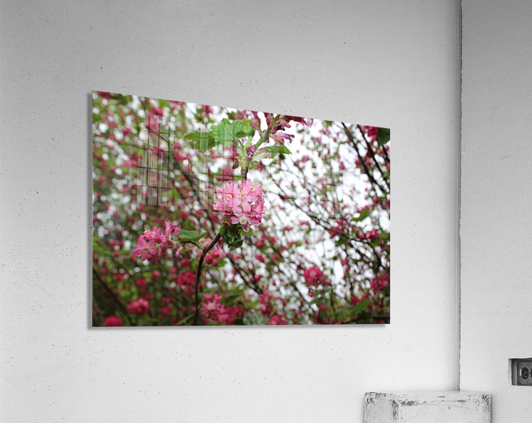 Flowering Acrylic Print