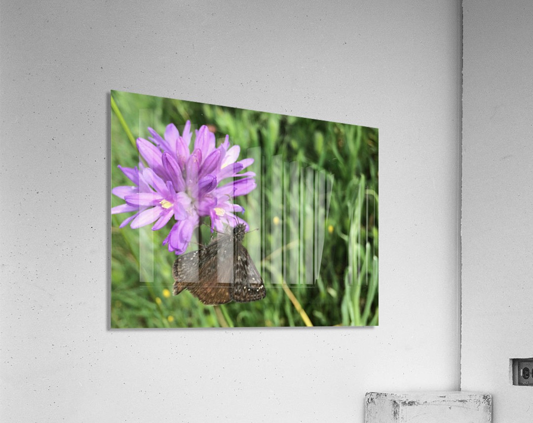 Butterfly on Wildflower Acrylic Print