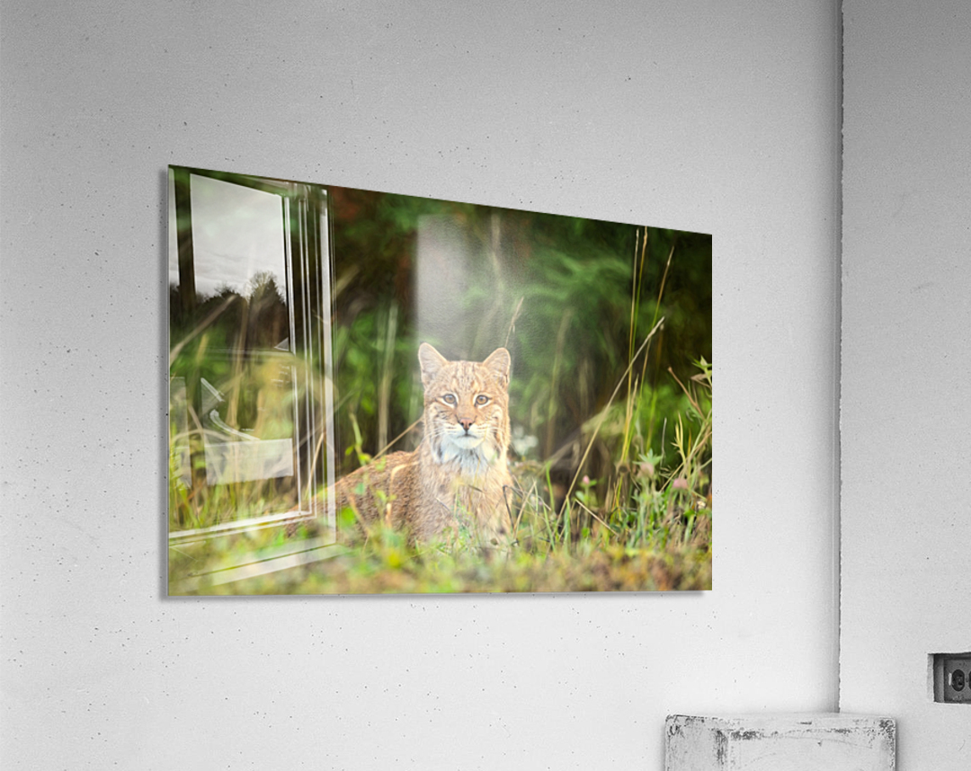 Bobcat Acrylic Print
