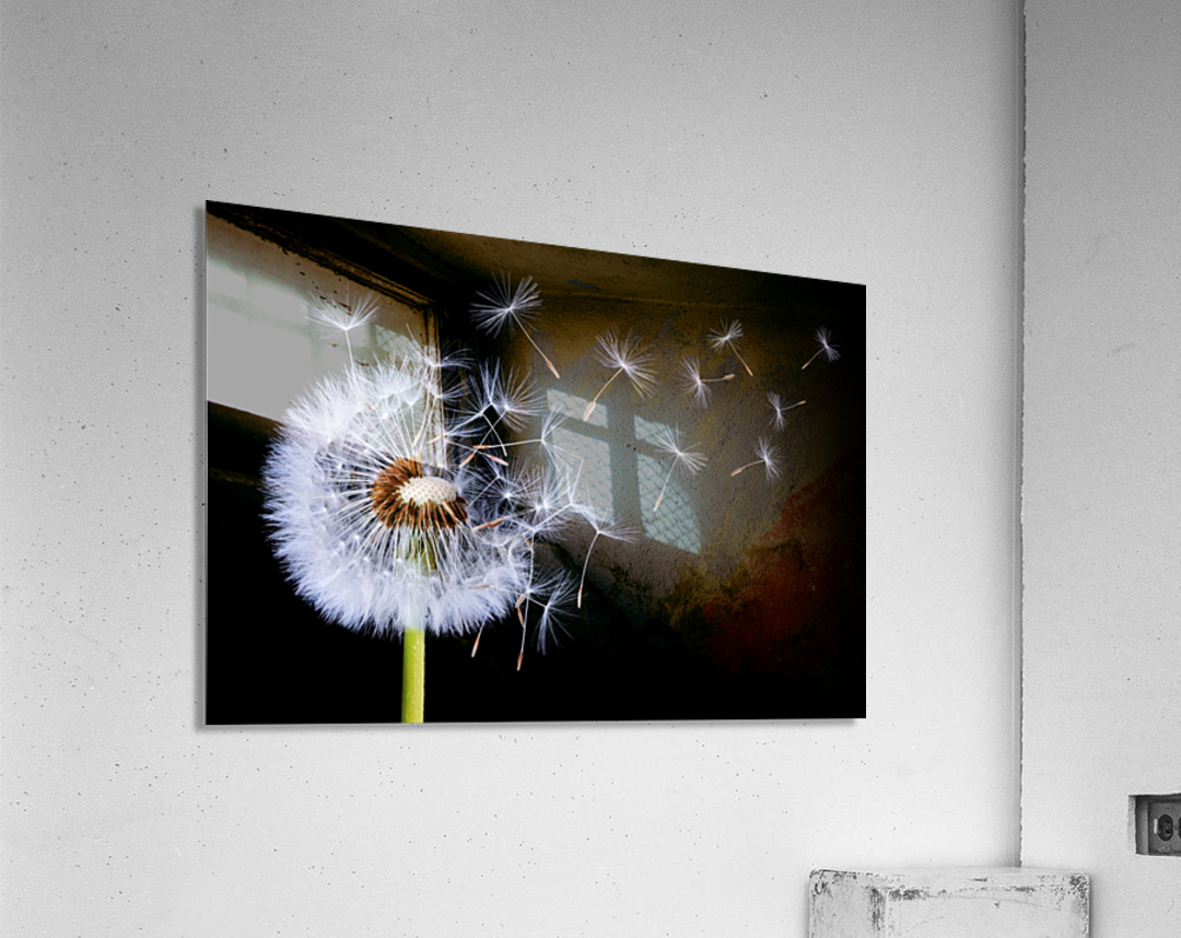 Dandelion Blowing Acrylic Print