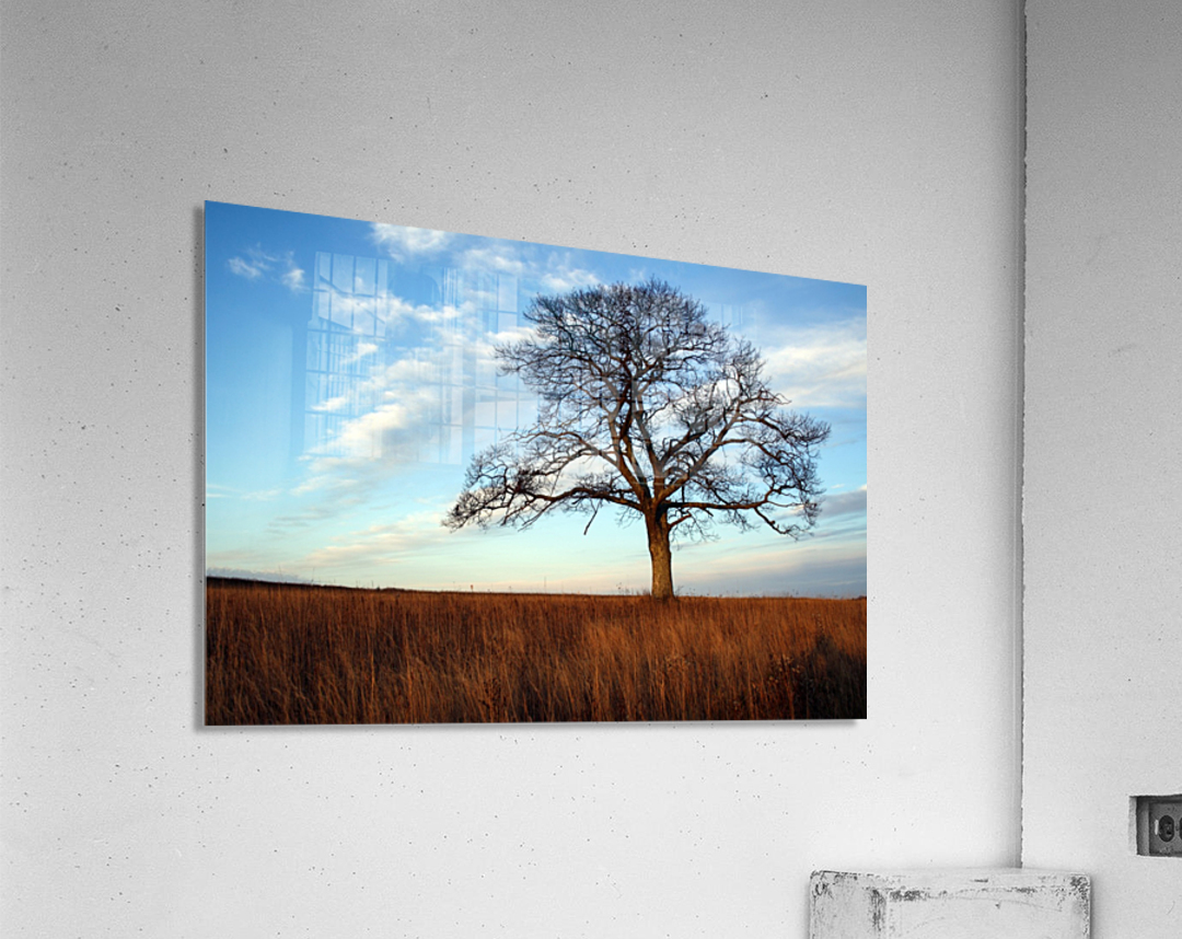 The Shubenacadie Tree Acrylic Print