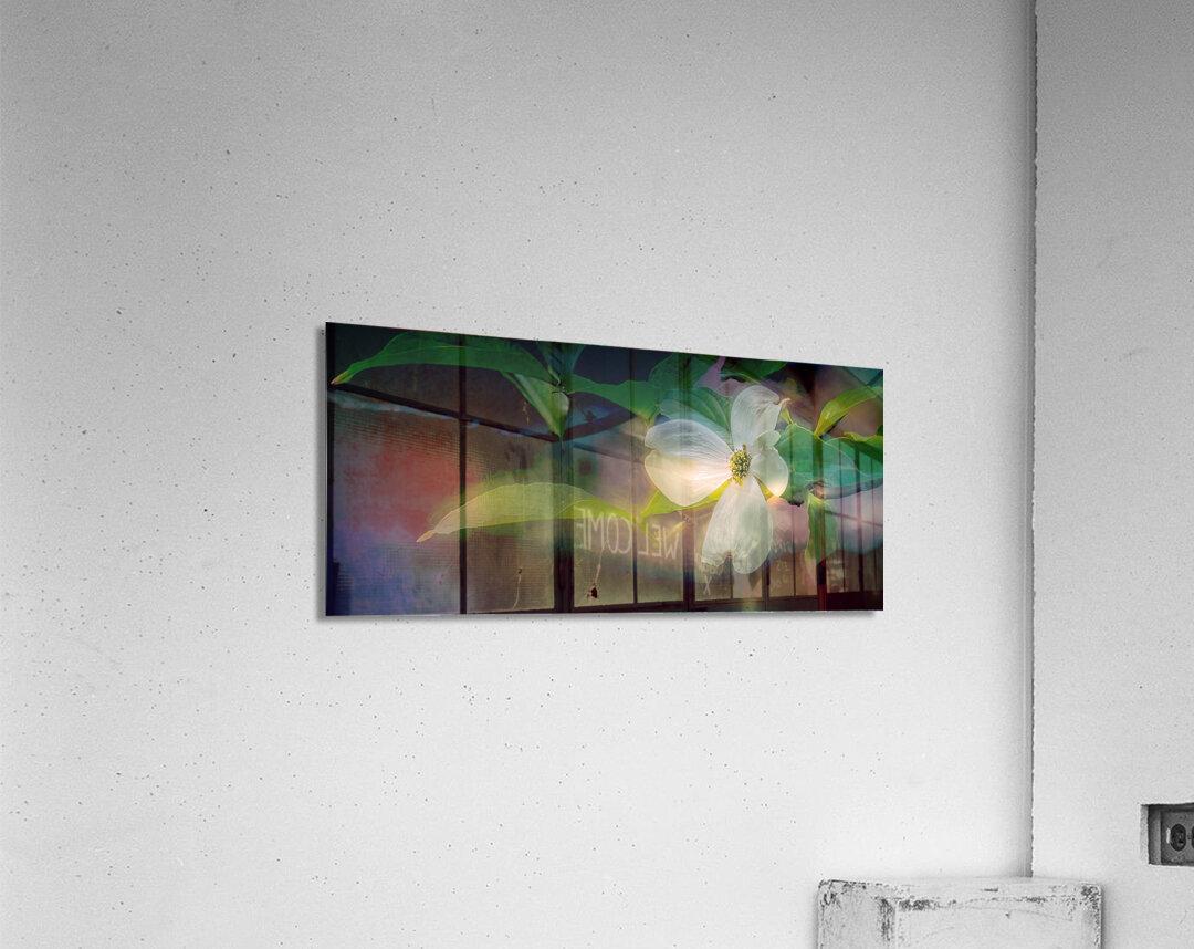 Dogwood Perfection Acrylic Print