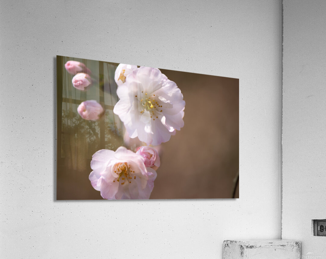 Spring - Shogetsu 3 Acrylic Print