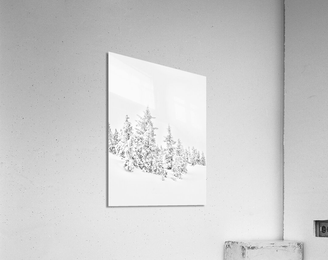 White Pines  Acrylic Print
