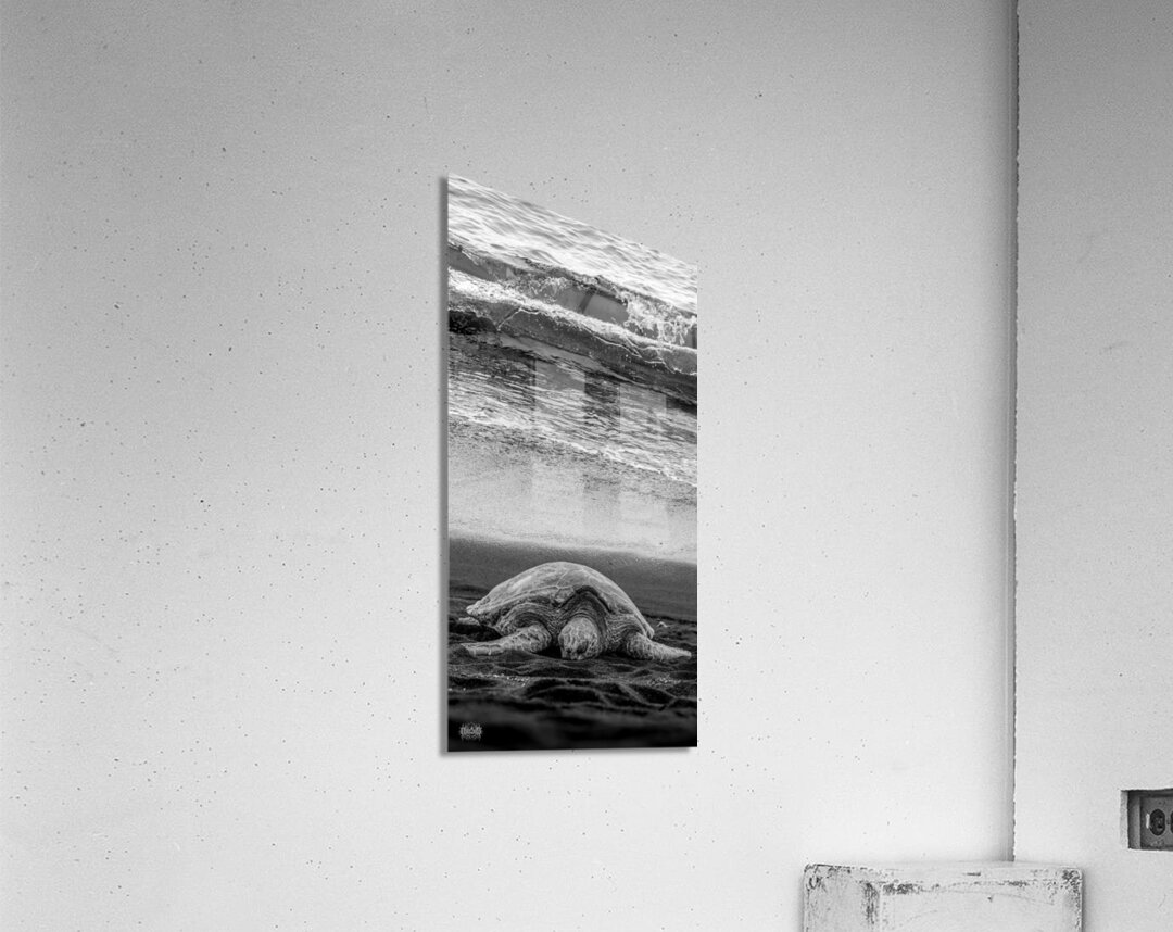 Sleepy Surf Acrylic Print