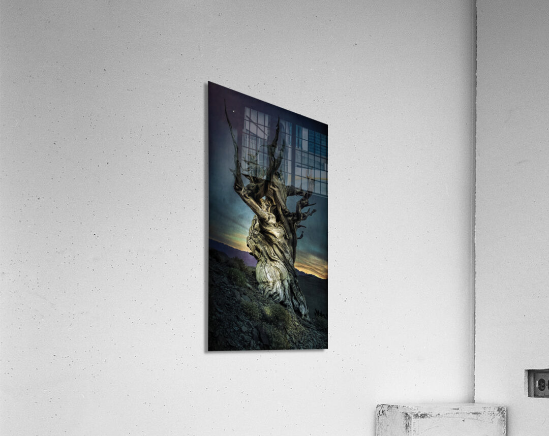 Inyo National Forest Tree Acrylic Print