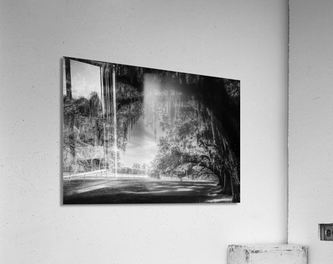 Oak Allee Tunnel of Light Acrylic Print