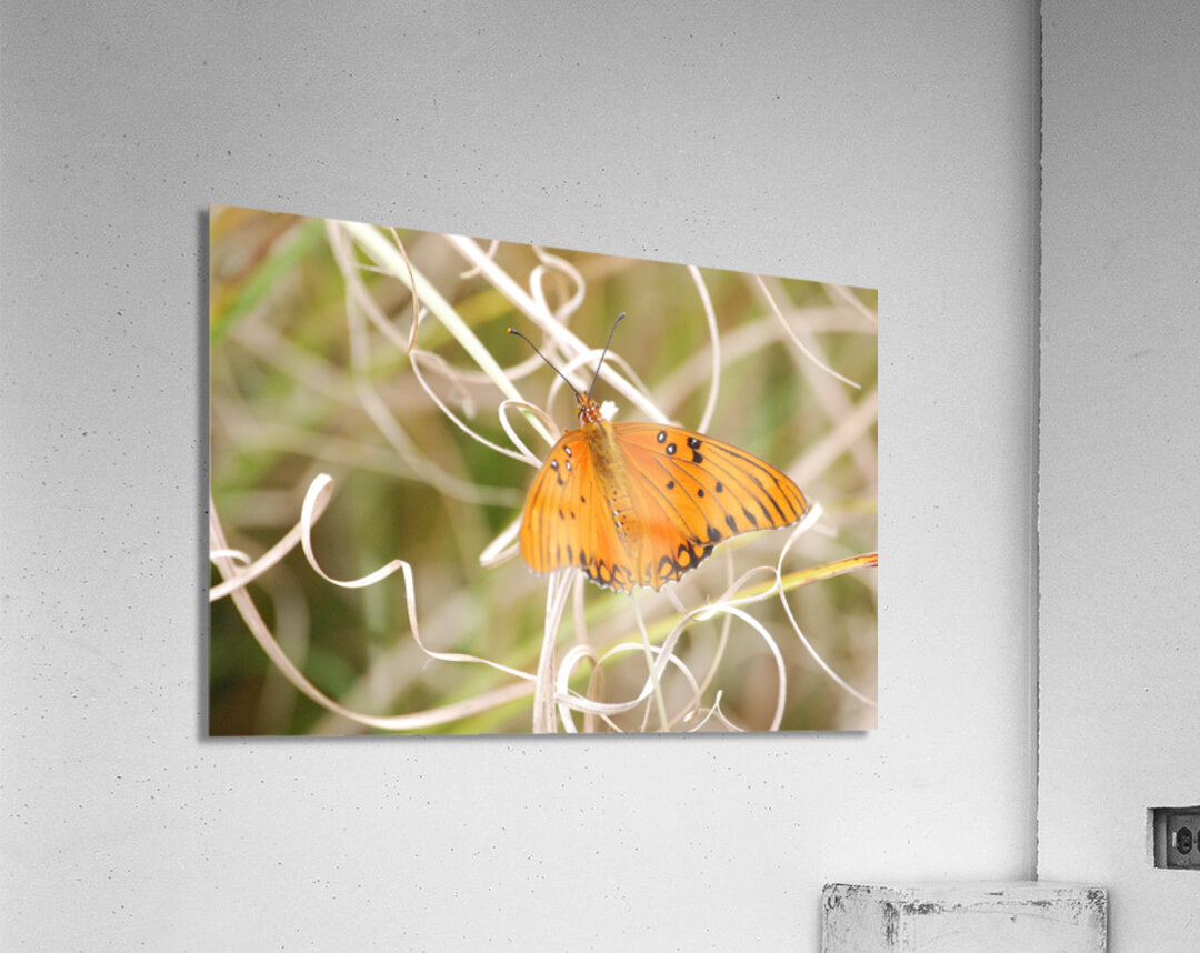 Gulf Fritillary  Acrylic Print