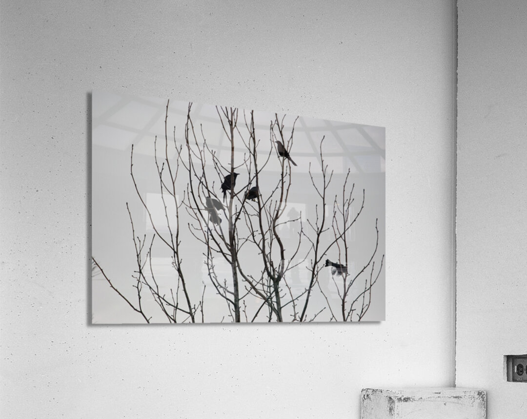 Silhouette Birds in a Tree Acrylic Print