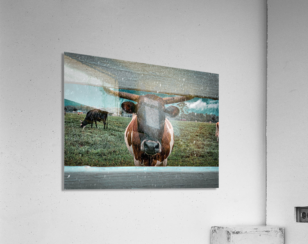 bull in the rain Acrylic Print