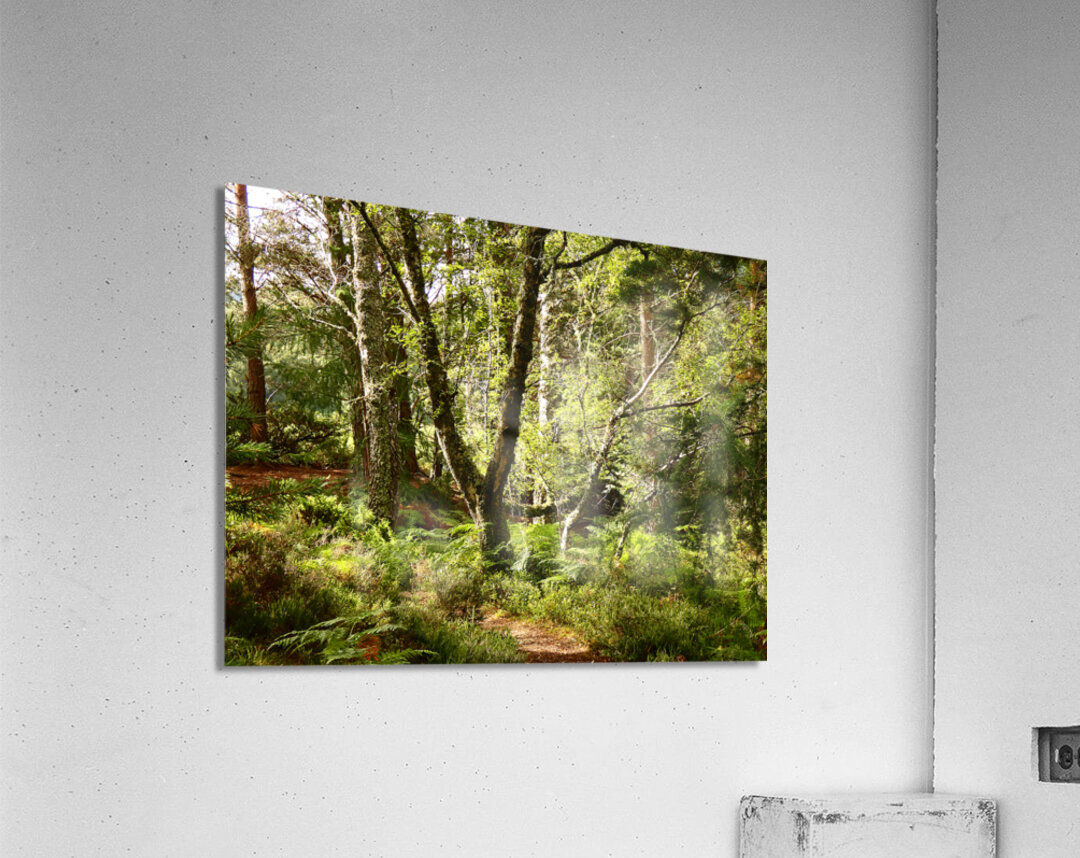 Sunny Nature Path in the Scottish Highlands   Acrylic Print