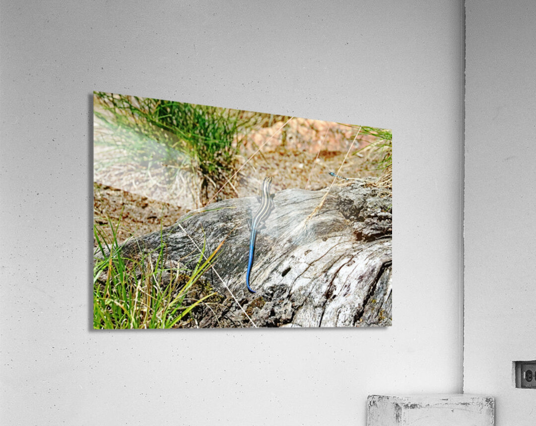 Lizard And Dragonfly Acrylic Print