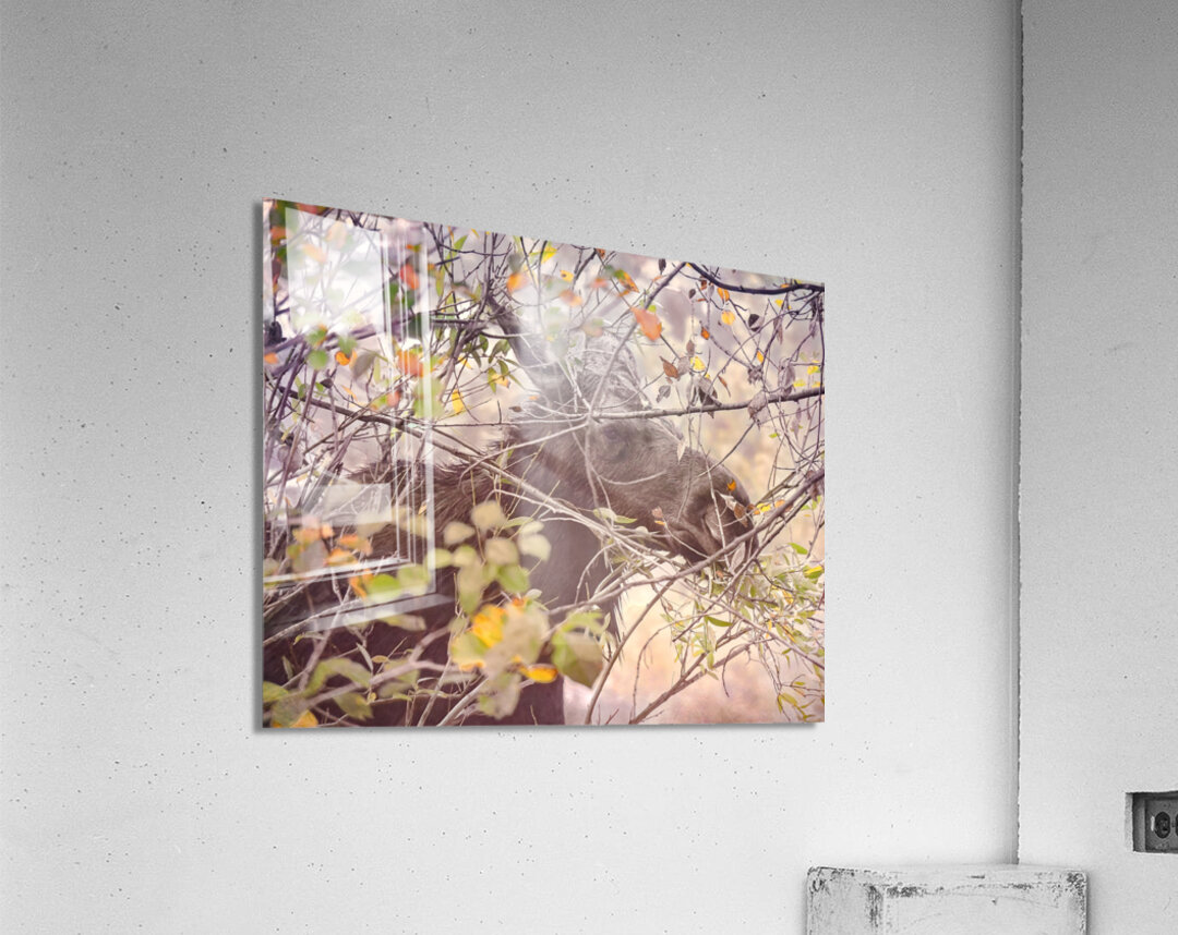 Teton Moose in the Bushes Acrylic Print