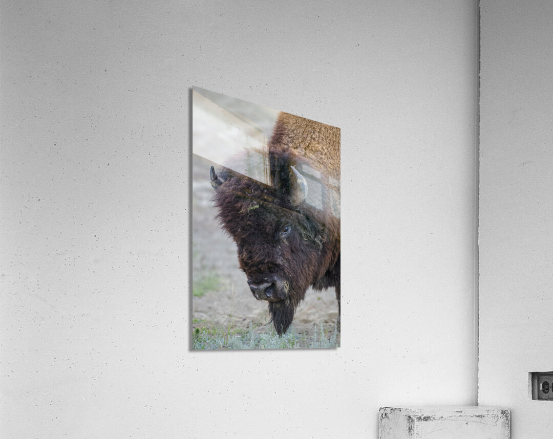 Buffalo head Acrylic Print