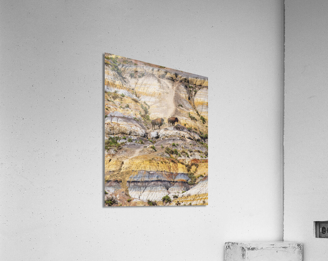 Badlands Bison Acrylic Print