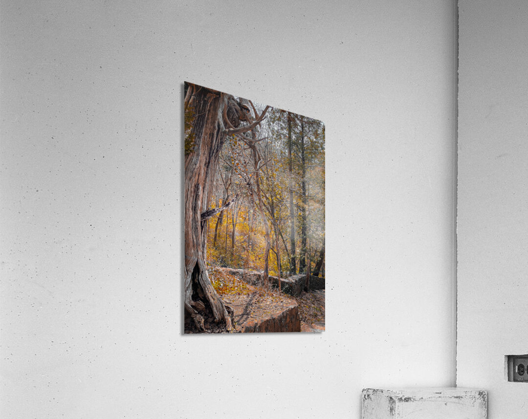 Autum Forest Acrylic Print