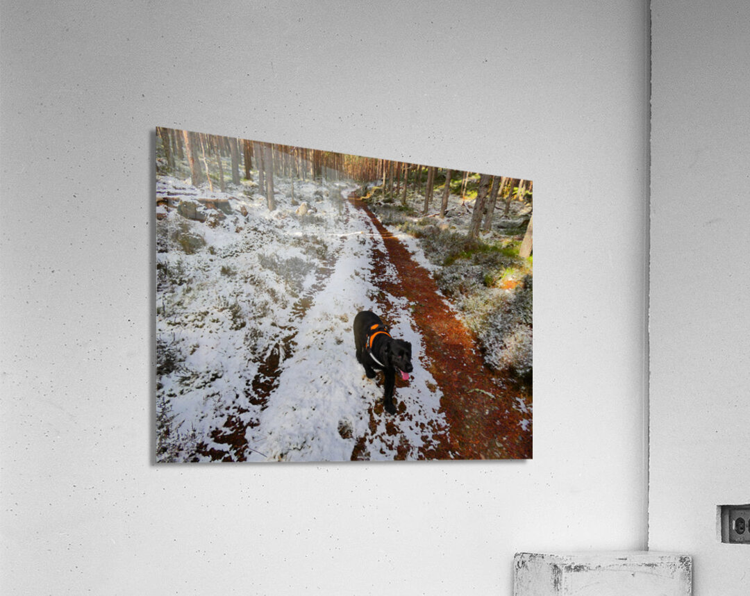 A Winters Walk in the Woods in the Scottish Highlands Acrylic Print