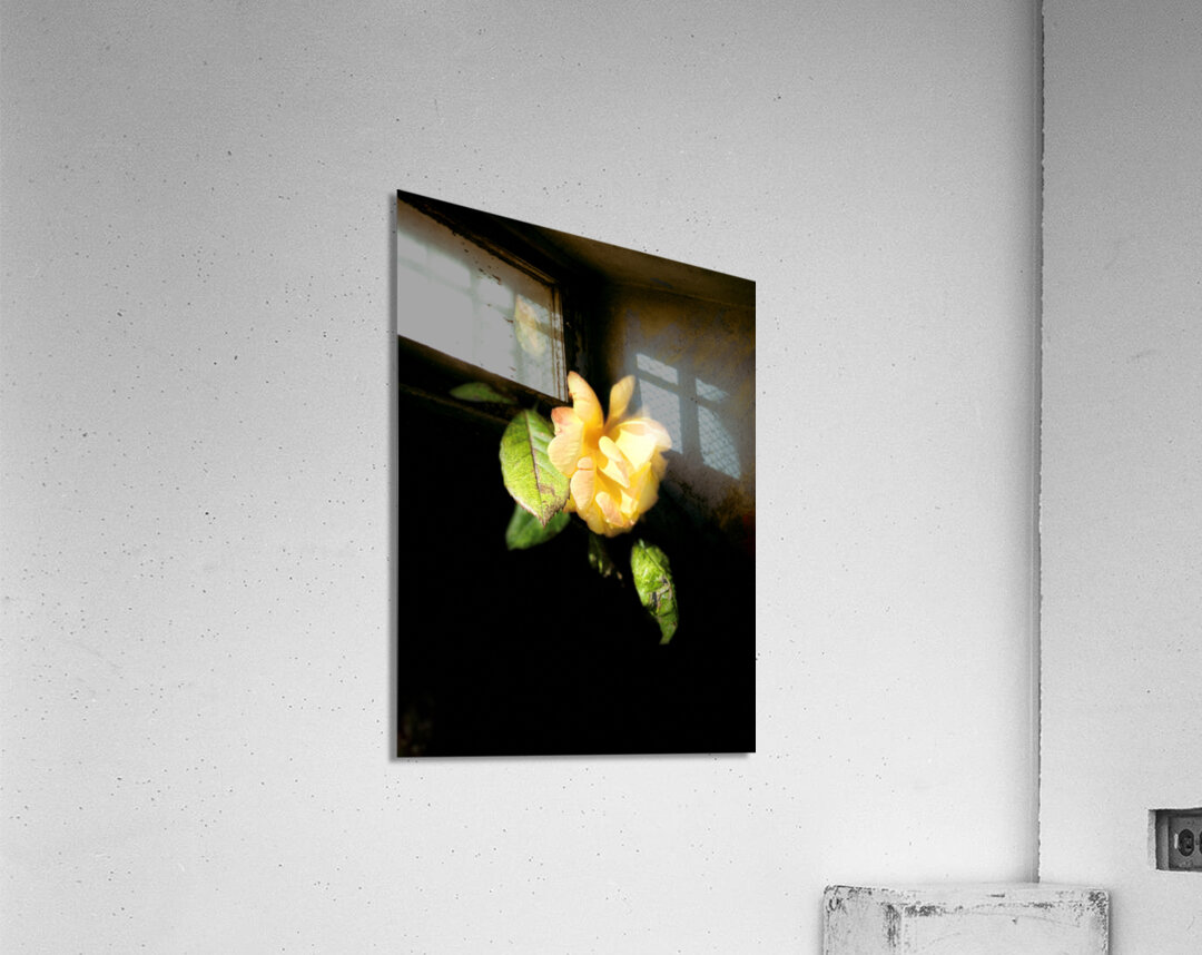 Lovely Yellow Rose on a Dark Background Acrylic Print