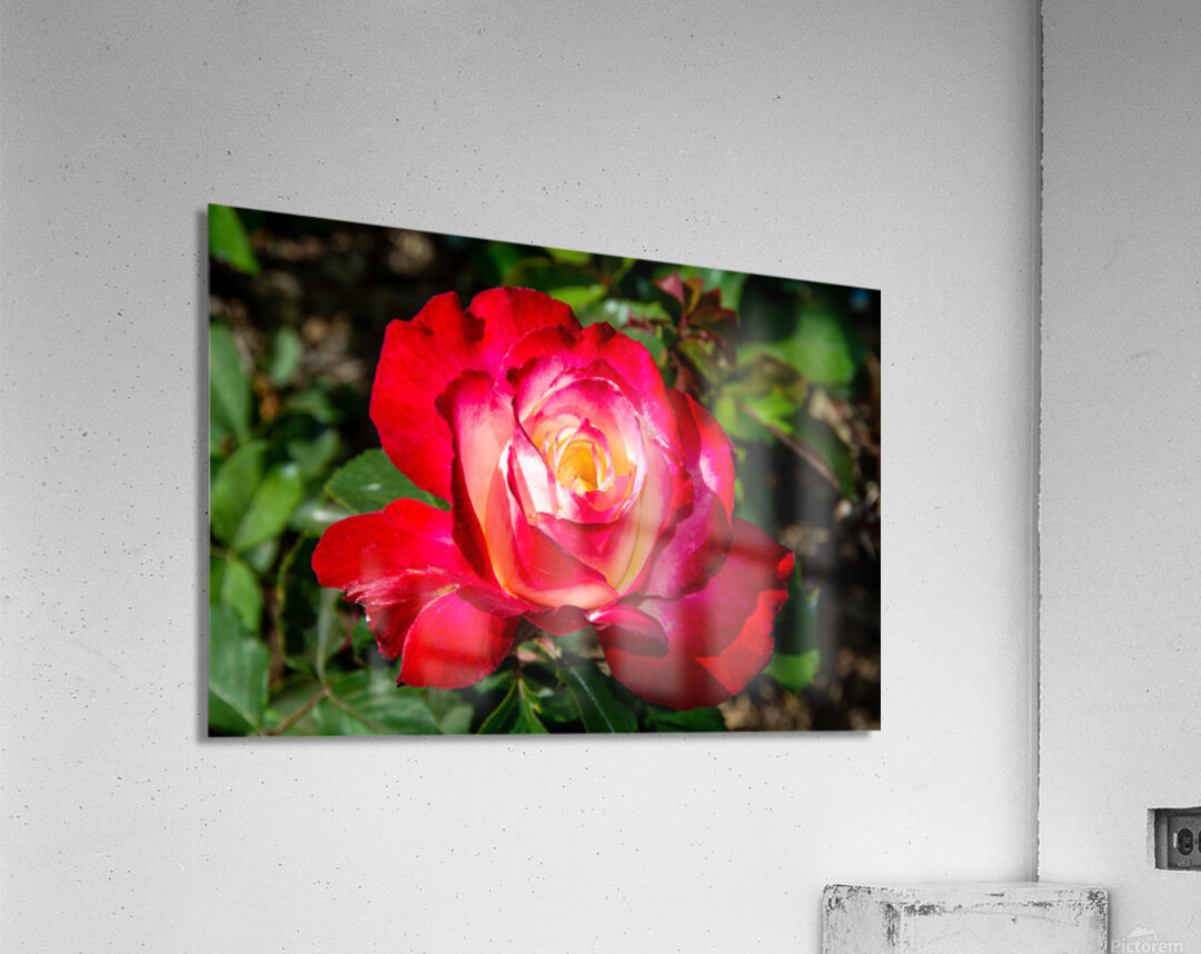 DOUBLE DELIGHT ROSE Acrylic Print