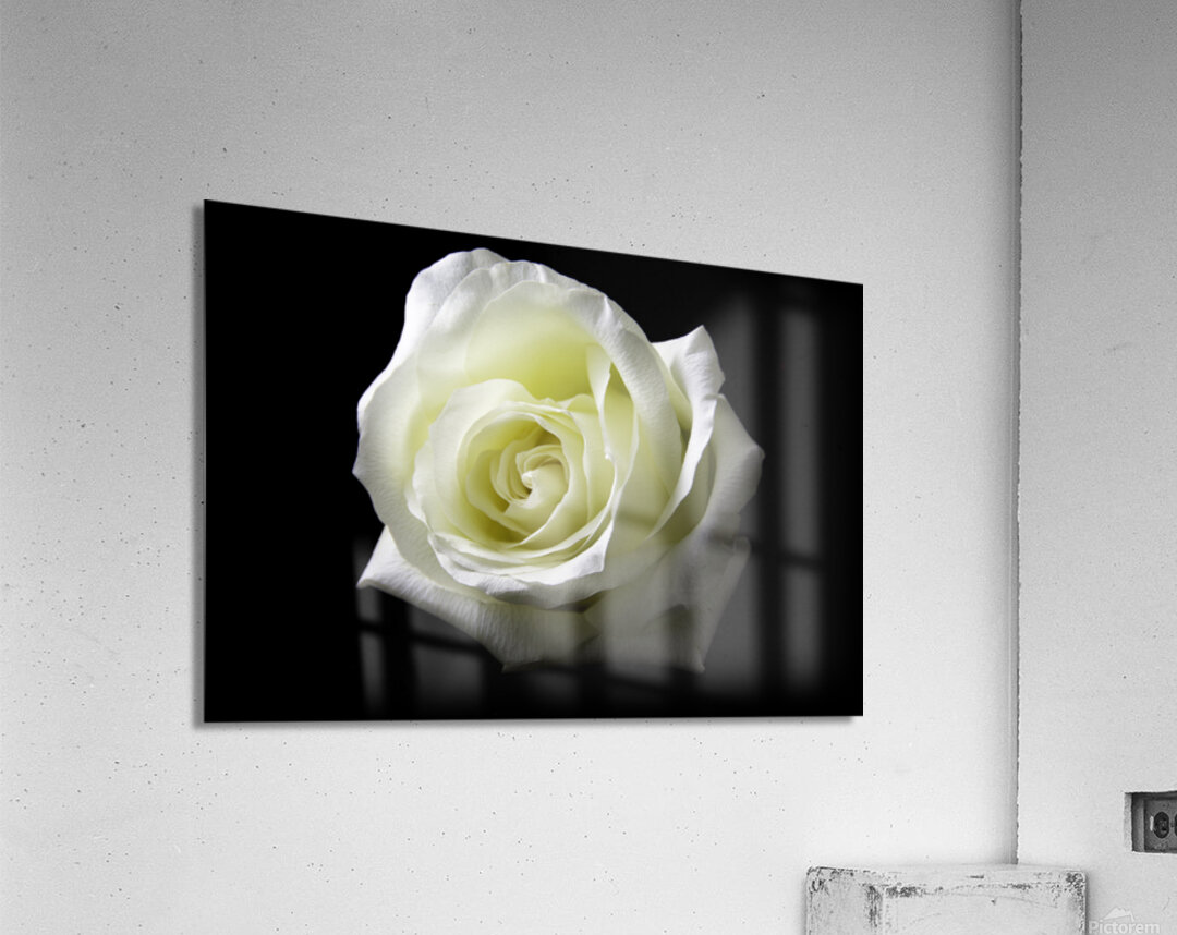 White Rose Acrylic Print